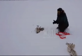 Мужчины из Норильска выкопали оленя, провалившегося в снег (ВИДЕО) 