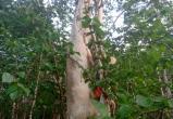 В лесу возле Салехарда на дерево повесили труп обезглавленного оленя (ФОТО)
