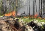 24 июля на Ямале горит более 500 гектаров леса