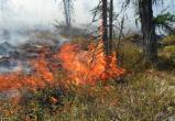 После нескольких дней без лесных пожаров на Ямал вновь вспыхнул огонь