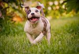 Правительство утвердило список потенциально опасных пород собак
