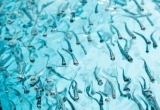 На Ямале выпустят в воду 10 миллионов мальков (ФОТО)