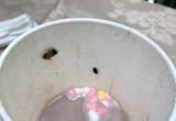 Жительница Нового Уренгоя нашла таракана среди зефирок в кофейном стаканчике (ФОТО)