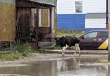 По Новом Уренгою гуляют коровы (ФОТО) 