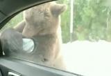 Бурые медведи из Губкинского разбирают автомобили на запчасти 