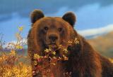 Медведь из Ноябрьска отвадил грибников от сбора даров лесотундры
