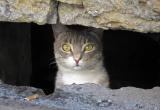 В России откроют подвалы для кошек