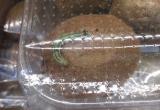 «Натурпродукт»: в магазине Нового Уренгоя покупатели нашли в киви живую гусеницу (ФОТО)