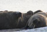 Лежбище моржей на Ямале официально признано крупнейшим (ФОТО, ВИДЕО) 
