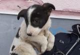 Волонтеры Ноябрьска не пожалели многоэтажку ради спасения щенка (ФОТО) 