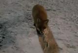Лисички на Ямале продолжают дарить северянам хорошее настроение (ВИДЕО)