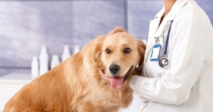 Что могут сделать ветслужбы в отношении домашних животных с больными коронавирусом хозяевами?