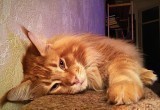 Жизнь после самоизоляции: кем вы стали через полтора месяца сидения дома? (ТЕСТ) 