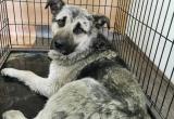 Тишке провели операцию: волонтеры рассказали о собаке, которую переехали в Новом Уренгое (ФОТО, ВИДЕО)
