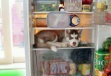 Тест о правильном хранении продуктов: как часто ты разговариваешь с огурцами из холодильника? 