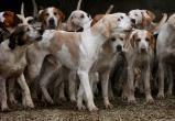 Жители Пангод жалуются на стаи собак, которые не дают покоя ни взрослым, ни детям (ВИДЕО)