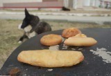 Новоуренгойские собаки не оценили пирожки из местных пекарен