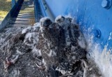 На Ямале у знаменитого кречета Аси вылупились птенцы (ФОТО, ВИДЕО)