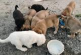 Пес в мешке: в Новом Уренгое неизвестные засунули щенков в мешок и выкинули умирать (ФОТО)