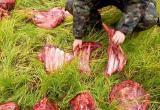 На Ямале браконьеры убили и расчленили двух лосей (ФОТО)