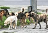 Администрацию Шурышкарского района ЯНАО пожурили за бездействие в вопросе отлова бродячих собак