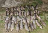 На Ямале браконьеры наловили краснокнижную рыбу на 10 млн рублей (ФОТО)