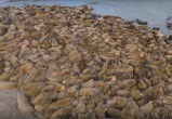 На лежбище в Харасавэе вышли более двух тысяч моржей (ФОТО, ВИДЕО)