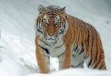 Водяной Тигр — новый символ грядущего года