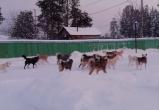 На Ямале свора бездомных собак терроризирует жителей села (ФОТО)