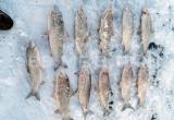 Житель Ямала хотел рыбку съесть, за что может отправиться в колонию (ФОТО)