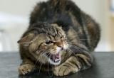 Британские ученые считают, что все кошки психбольные (ОПРОС)