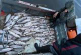На Ямале пройдет суд над браконьерами за вылов чира (ФОТО)