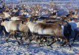 Ямальские оленеводы нарастили объем производства мяса на 200 тонн