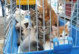 Госдума одобрила законопроект о запрете продажи животных в зоомагазинах и на рынках