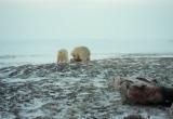 С Харасавэйского месторождения эвакуировали двух медвежат (ВИДЕО)