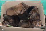 В канун Нового года в Новом Уренгое на морозе нашли семейство щенков (ФОТО)