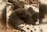 Живодеры из Ноябрьска подбросили слепых котят в детскую коляску (ФОТО, ОПРОС) 