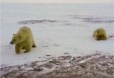 Юные белые медведи Хара и Савэй снова вернулись к вахтовикам после долгого путешествия (ФОТО)