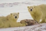 Ямальских белых медвежат-нахлебников повторно отселят из вахтового поселка Харасавэй (ОПРОС)
