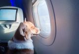 Авиакомпания «Ямал» снизила цены на билеты для перевозки домашних животных в салоне  