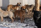 Директоров предприятий Нового Уренгоя призвали ответственнее относиться к сторожевым собакам