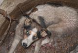 Тюменские рабочие спасли от голодной смерти собаку, провалившуюся в канализационный люк 