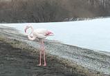 На трассе возле Тюмени заблудился фламинго (ФОТО, ВИДЕО)