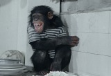 В стиле шимпанзе: джентльмен из Ноябрьска кинул в даму собачьими фекалиями