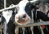 Пьяный со скотиной: животновода из Тюменской области придавило кормораздатчиком