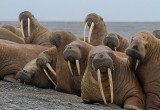 Ученые Арктики обнаружили уникальное место обитания моржей на Ямале