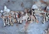  Дикие олени погибли от рук браконьеров в ЯНАО