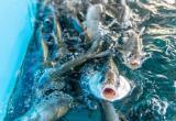В водоемы Ямала выпустят миллионы мальков ценных пород рыб (ФОТО)
