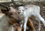 На Ямале родилось уже больше 7 тысяч оленят
