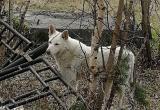 Огромный белый пес с желтой биркой напал на даму с собачкой из Надыма (ФОТО) 